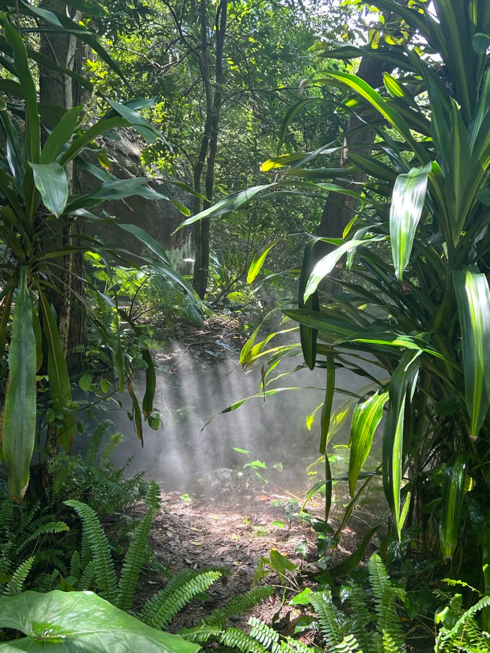 厦门园林植物园景区